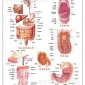 [厂家]人体消化系统挂图批发穴位经络疗法各种挂图批发